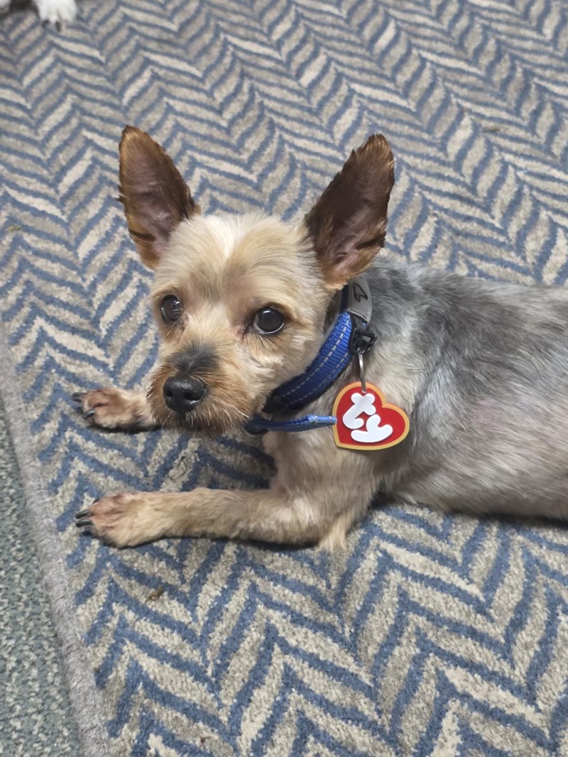 A Yorkshire Terrier with a clipped body and tidy face lying on a herringbone carpet, wearing a blue collar with a heart-shaped tag
