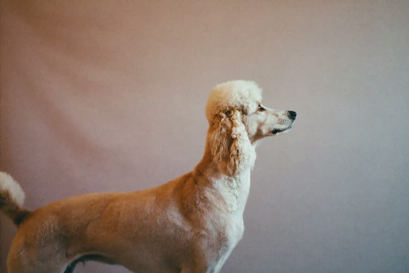 A freshly groomed poodle-cross dog standing with a neatly trimmed coat