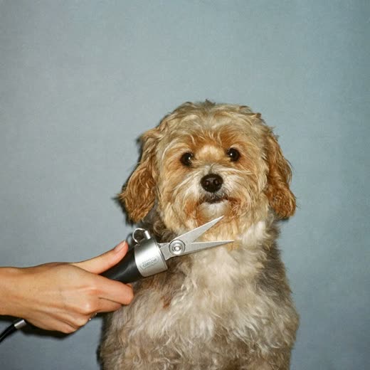 Grooming clippers being run along a fluffy dog's coat