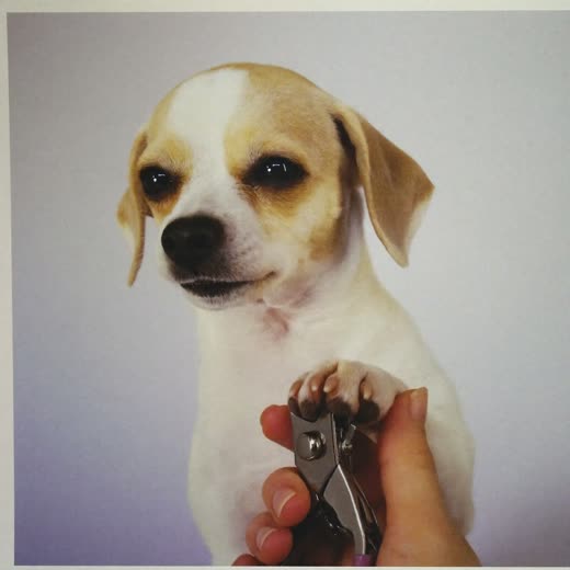 A dog's paw held gently while its nails are clipped